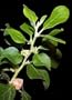 Ashwagandha seed packet