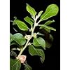 In Stock from Seeds of India.
