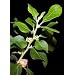 Ashwagandha seed packet