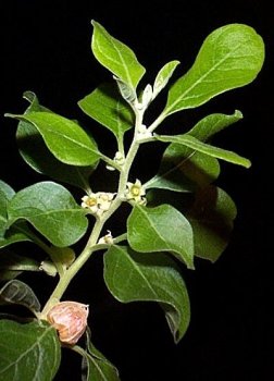 Childrens Toyshop  Outdoor Living : Ashwagandha seed packet
