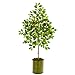 Nearly Natural 9620 55in. Lemon Artificial Green Planter Silk Trees,