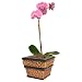 Live Plant - Sea grass Vase 4 Inches - with Orchids