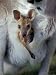 Red-necked Wallaby Joey in Pouch, Bunya Mountain National Park, Australia Photographic Poster Print by Theo Allofs, 18x24