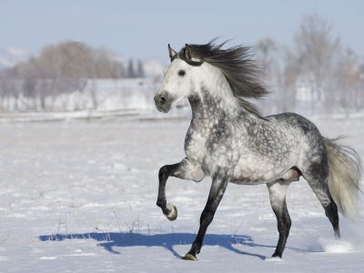 Grey Andalusian Stallion Trotting in Snow, Longmont, Colorado