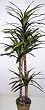 6' Real Wood Yucca Tree (artificial tree)