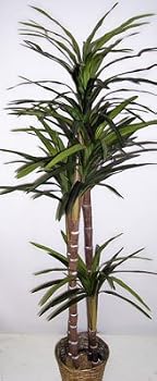 6' Real Wood Yucca Tree (artificial tree)