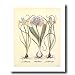 French Iris Flower Irises Bulb Contemporary Picture Art Print