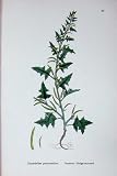 Botany Plants C1902 Prostrate Hedge Mustard Sisymbrium