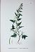 Botany Plants C1902 Prostrate Hedge Mustard Sisymbrium