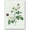 Happy Mother's Day with Rosa Indica - 5" x 7" Vellum Overlay Mother's Day Greeting Card