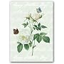Happy Mother's Day with Rosa Indica - 5" x 7" Vellum Overlay Mother's Day Greeting Card
