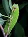 A Luna Moth Caterpillar, Actias Luna, on a Twig Photographic Poster Print, 18x24