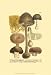 Weinmann Mushrooms II - Johann Wilhelm Weinmann Art Print Poster 13 x 19