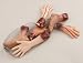 Bag of Body Parts