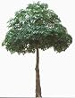 Giant 12' Deluxe Artificial Ficus Tree