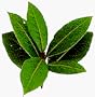One pound Whole Bay Leaves
