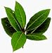 Gourmet Food : One pound Whole Bay Leaves