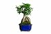 Brussel's Gensing Grafted Ficus Bonsai