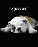 A Dog's Life A Dog's Life