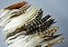 100+ Pcs Mixed Saddle & Coque Plumage Feathers 5