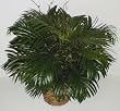 24" Deluxe Parlour Palm Silk Floor Plant