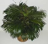 Review Silk Plants Plus  / 24