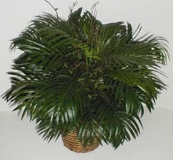 24" Deluxe Parlour Palm Silk Floor Plant