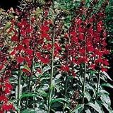 Cardinal Flower - Lobelia 'Queen Victoria' - 25 Plants
