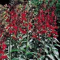Cardinal Flower Lobelia "Queen Victoria" 8 Plants