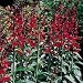 Cardinal Flower - Lobelia 'Queen Victoria' - 4 Plants