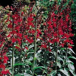 Cardinal Flower Lobelia "Queen Victoria" 8 Plants