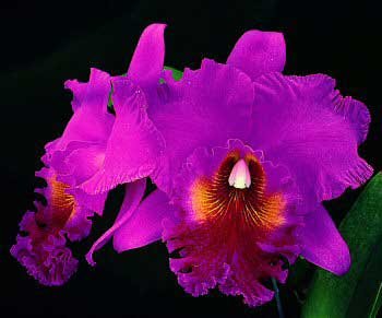Lc. Fair Play x Blc. Mac Holmes 'Newberry' AM AOS