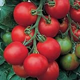 Tomato Seeds - Tomato Tolstoi Hybrid
