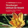 Strasburger - Lehrbuch der Botanik