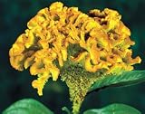 Celosia Seeds - Cockscomb Bombay Yellow Gold