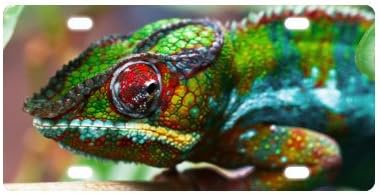 High Quality Cheap Chameleon Metal License Plate for Car, Metal Car License Plate, Car Tag 6" X 12"