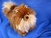 Pomeranian Plush Pamy Toy Dog 12"