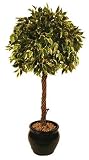 Review i-koncepts Ltd  / 5ft Variegated Ficus Ball with Twisted Natural Stem - Artificial Plant