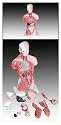 Scientific Anatomical Model : 26cm Tall Torso - 15 Dissectible Parts