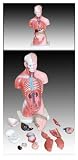 Review Inoneword  / Scientific Anatomical Model : 26cm Tall Torso - 15 Dissectible Parts