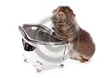 Fridge Magnet Guinea Pig taking a bath