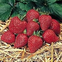 Strawberry Sarian F1 Hybrid