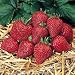 Strawberry Sarian F1 Hybrid