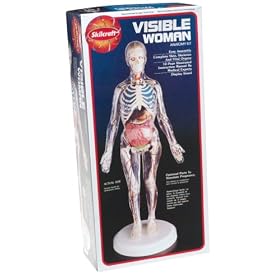 Visible Woman Kit by Craft House Corporation