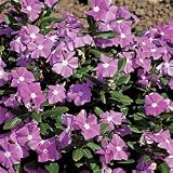 Vinca Seeds - Vinca Cora Lavender