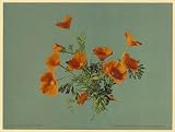 41VUXeHDiiL. SL160  California poppies
