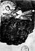 Francisco de Goya y Lucientes (Diary album: 