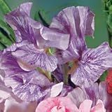 Sweet Pea Seeds - Sweet Pea Streamer Purple