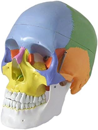 Anatomical Skull Model, Didactic Color Painted, 3-Part, Life Size