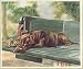 Art Poster Print - Thank Goodness It's Friday (Choc Lab) - Artist: Barbara Shipman - ...